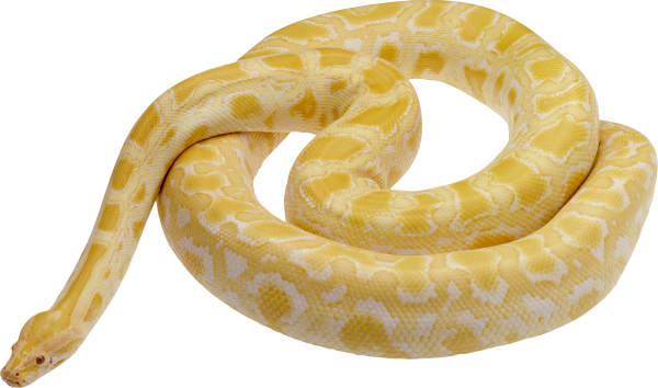 Snake PNG Free Download 38