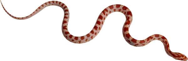 Snake PNG Free Download 4