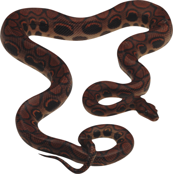 Snake PNG Free Download 40