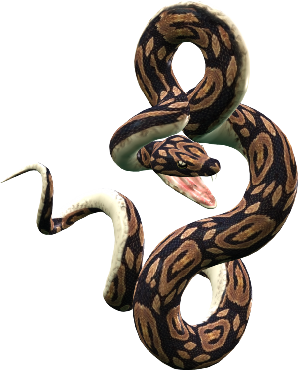 Snake PNG Free Download 41