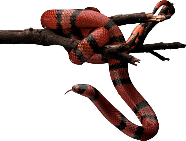 Snake PNG Free Download 42