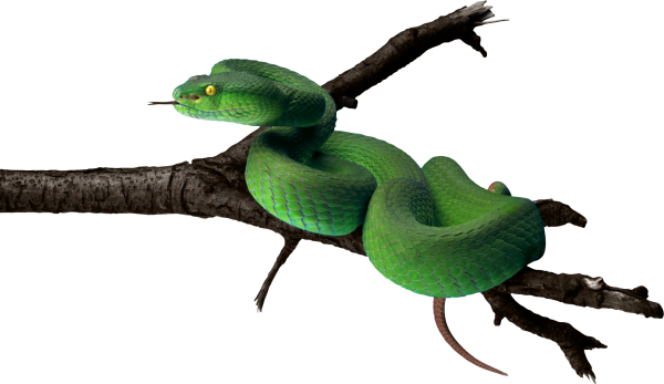 Snake PNG Free Download 43