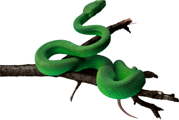 Snake PNG Free Download 44