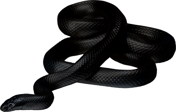 Snake PNG Free Download 45