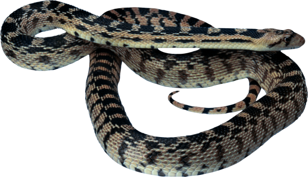 Snake PNG Free Download 46