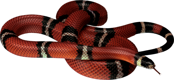 Snake PNG Free Download 47