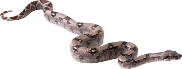 Snake PNG Free Download 5