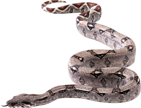 Snake PNG Free Download 6