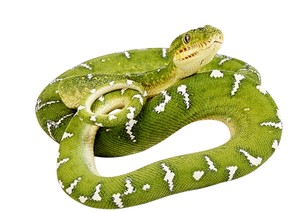 Snake PNG Free Download 7