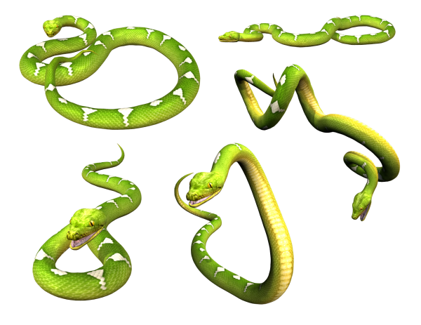 Snake PNG Free Download 9