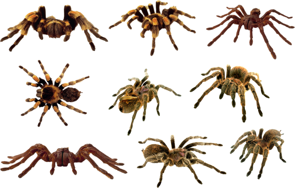 Spider PNG Free Download 13