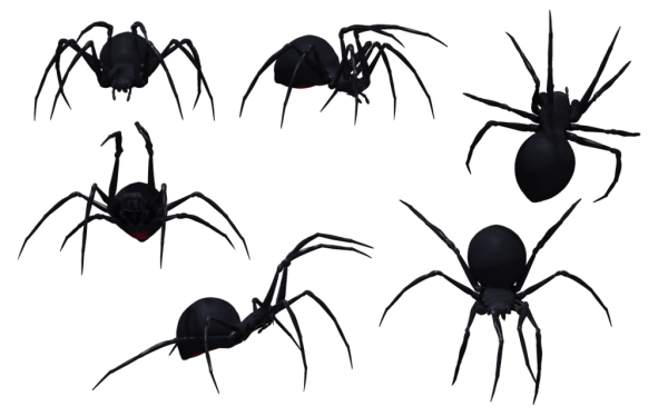 Spider PNG Free Download 25