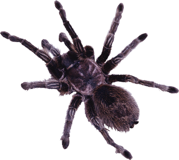 Spider PNG Free Download 27