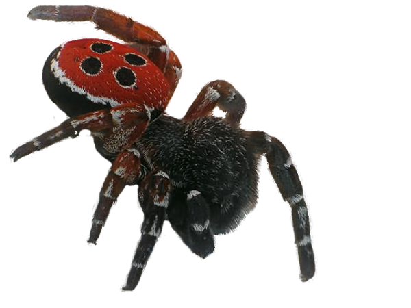 Spider PNG Free Download 37