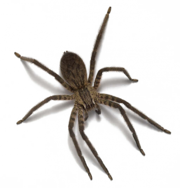 Spider PNG Free Download 41