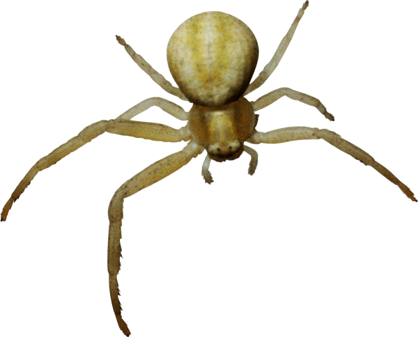 Spider PNG Free Download 6