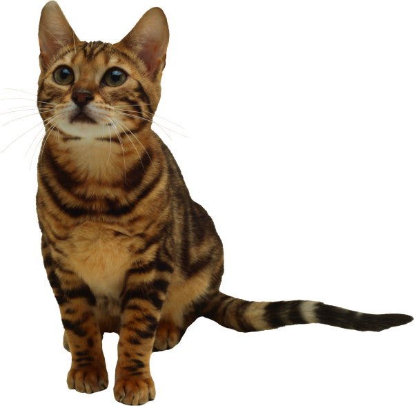 Stared Cat Png