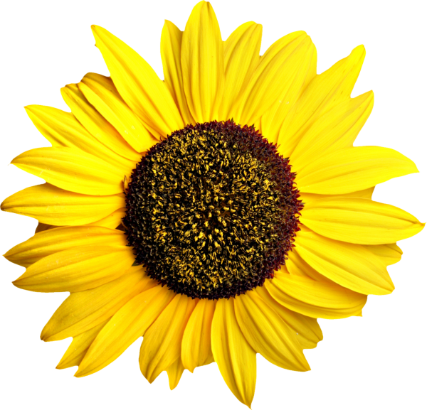 Sunflower PNG Free Download 1