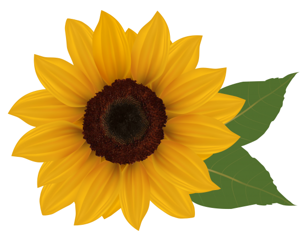 Sunflower PNG Free Download 22