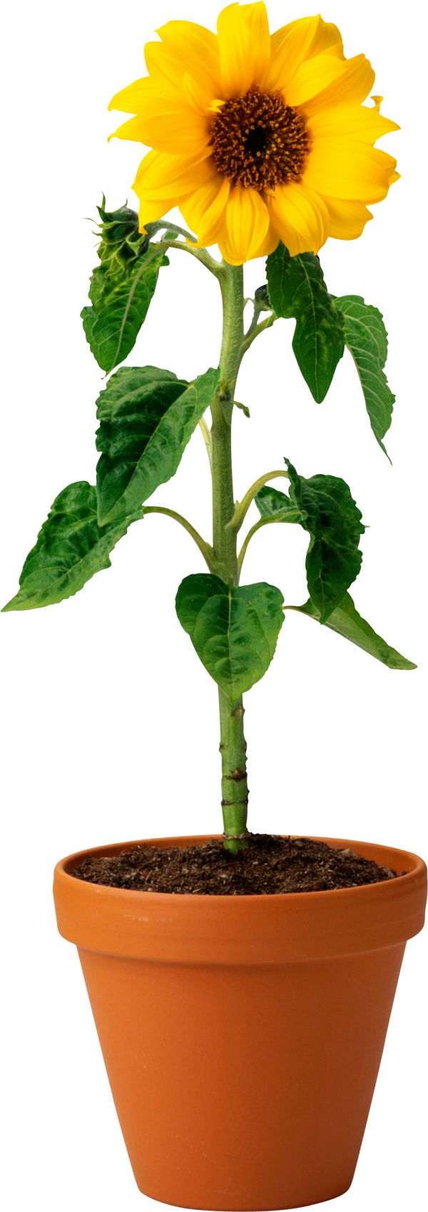 Sunflower PNG Free Download 27