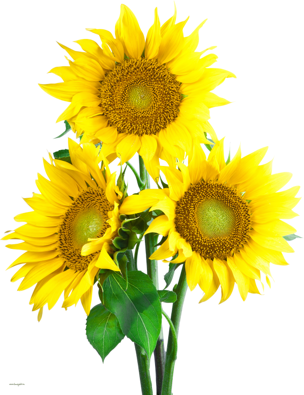 Sunflower PNG Free Download 32