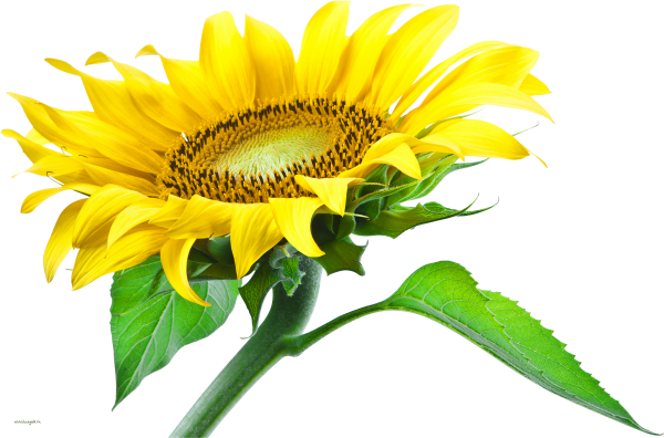 Sunflower PNG Free Download 33