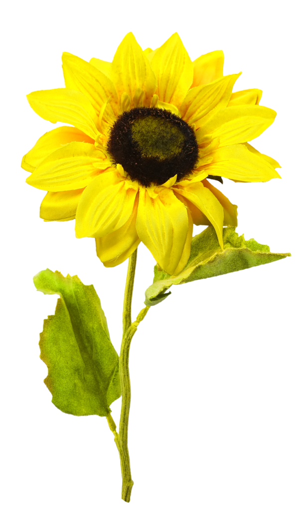 Sunflower PNG Free Download 36