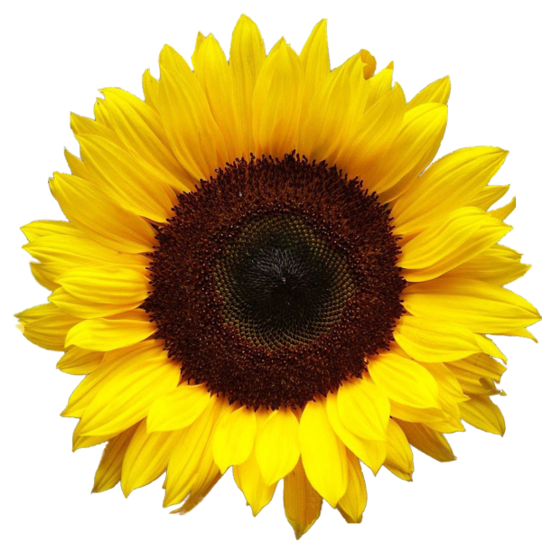 Sunflower PNG Free Download 40