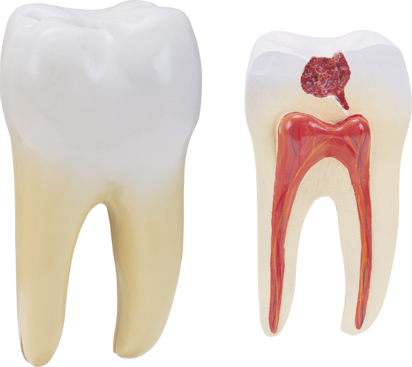 Teeth PNG Free Download 2