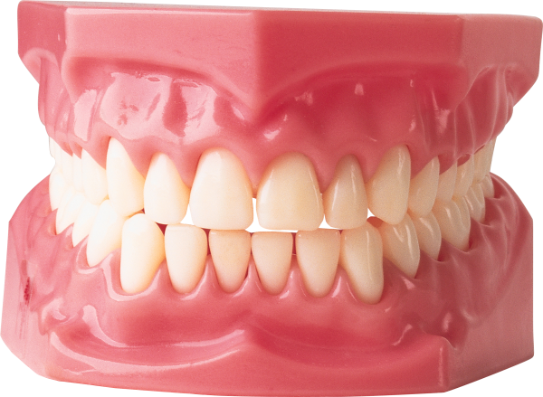 Teeth PNG Free Download 7