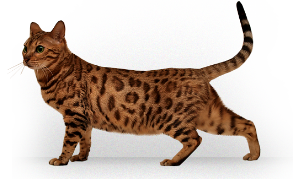 Tiger Cat Png