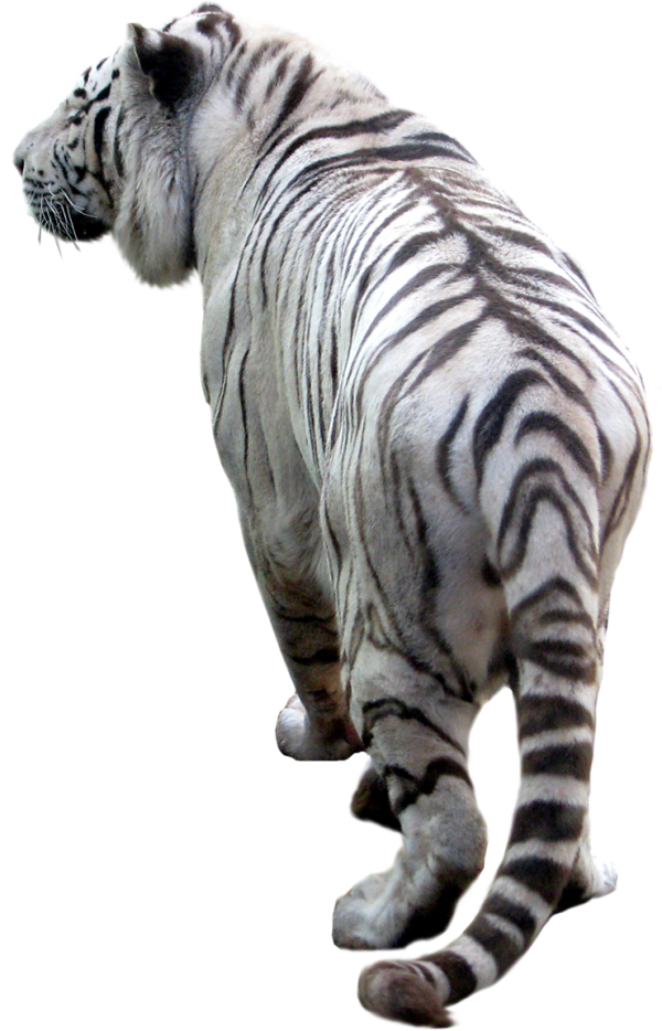 Tiger PNG Free Download 2