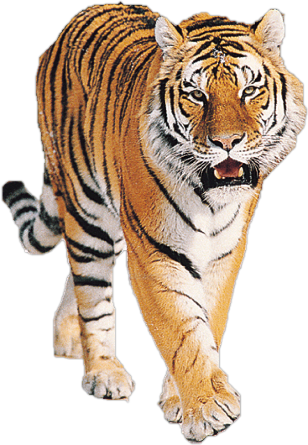 Tiger PNG Free Download 3