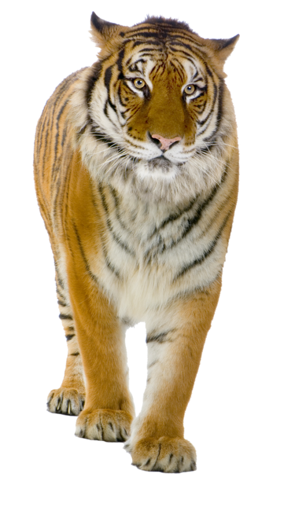 Tiger PNG Free Download 6