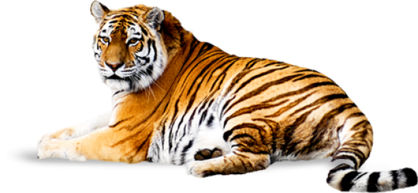 Tiger PNG Free Download 7