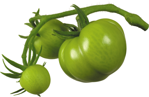 Tomato PNG Free Download 73