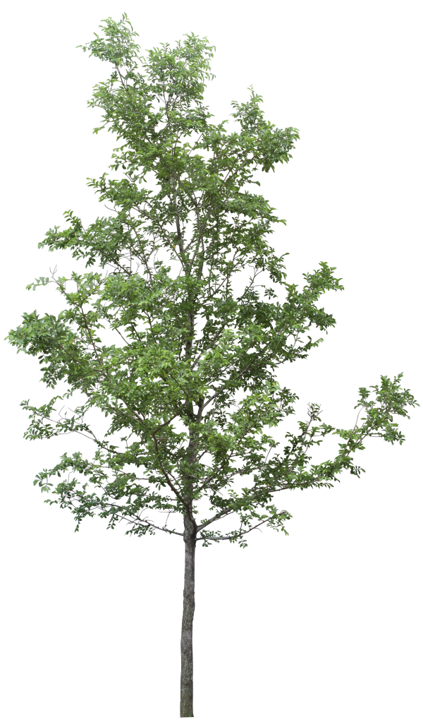 Tree Png Download