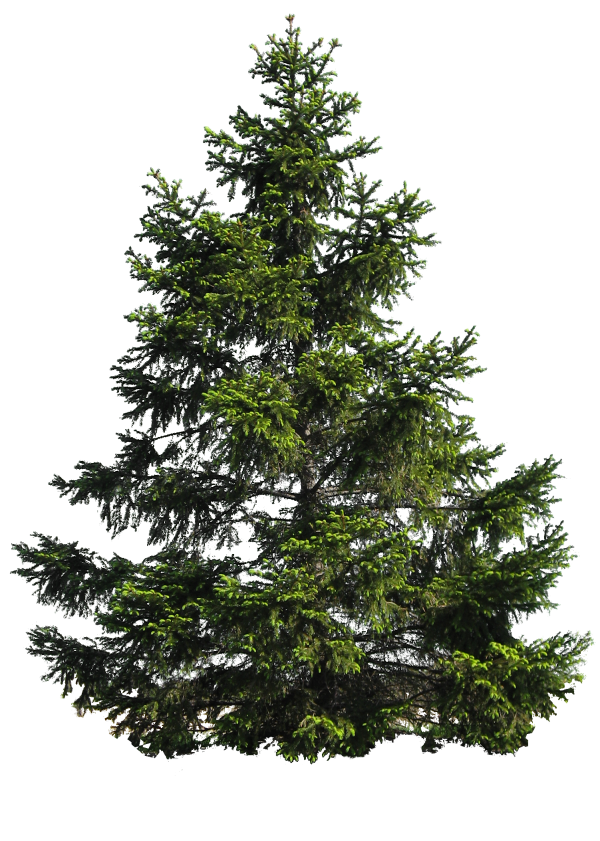 Tree Png Free Download