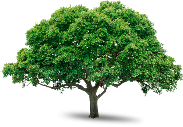 Tree Png Free Image