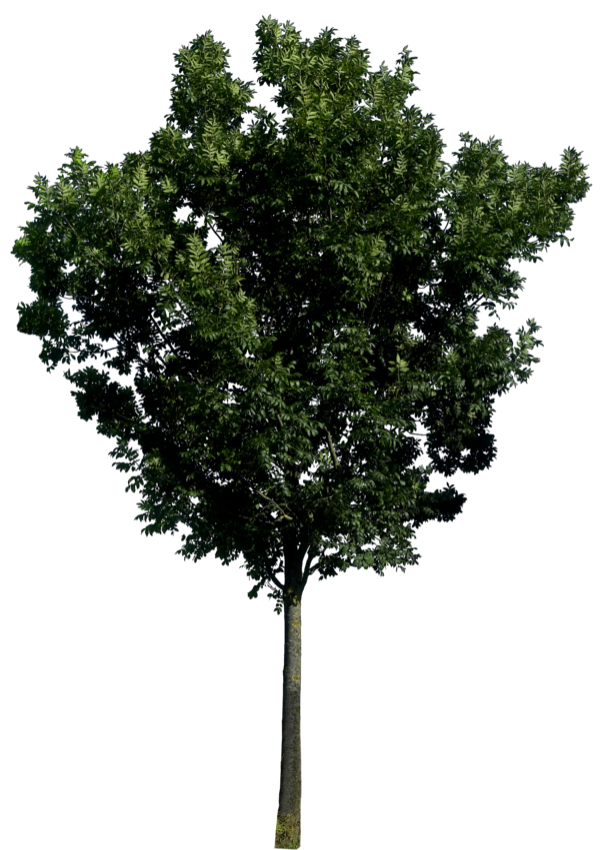 Tree Png Free