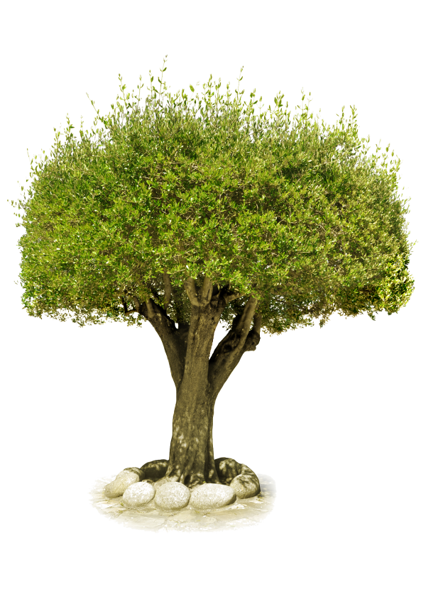 Tree Png inside Terrace