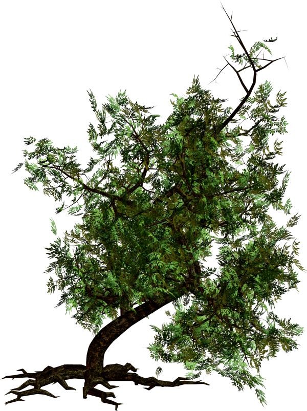 Tree Png with Roots
