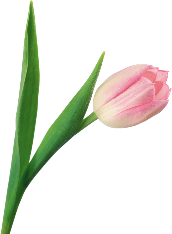 Tulip PNG Free Download 1