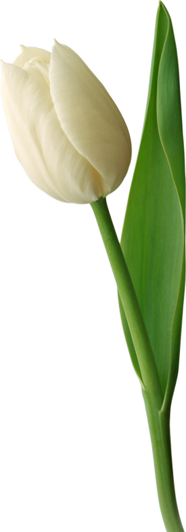 Tulip PNG Free Download 10