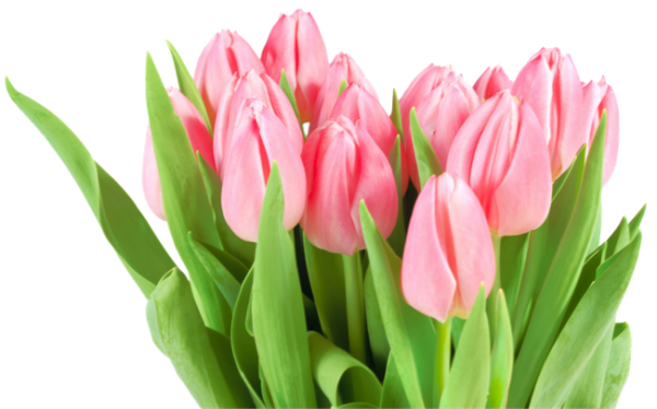 Tulip PNG Free Download 11