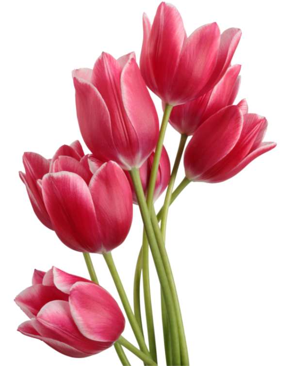 Tulip PNG Free Download 12