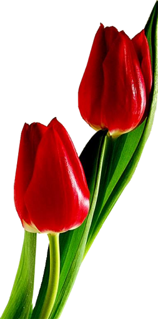 Tulip PNG Free Download 13