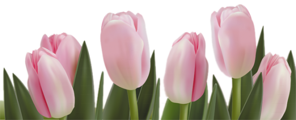 Tulip PNG Free Download 14