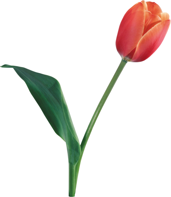 Tulip PNG Free Download 15