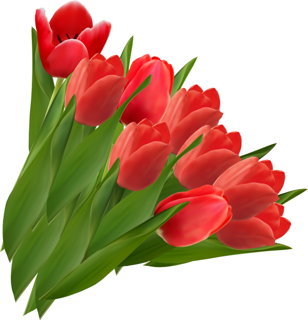 Tulip PNG Free Download 17